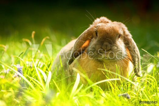 Picture of Hase - Osterhase